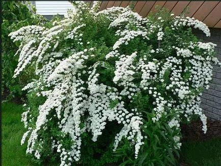 Spirea fő típusai fotókkal, funkciók gondozás és szaporítása