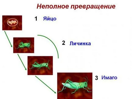 Stage rovarkifejlődésre hiányos és a teljes átalakítási