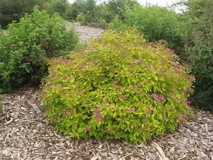 Spirea - ültetés, gondozás, szaporítás, fajták, mint a kertben