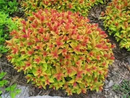 Spirea - ültetés, gondozás, szaporítás, fajták, mint a kertben