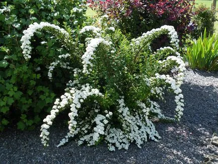 Spirea - ültetés, gondozás, szaporítás, fajták, mint a kertben