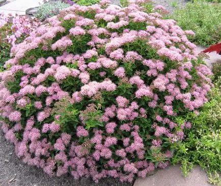 Spirea - ültetés, gondozás, szaporítás, fajták, mint a kertben