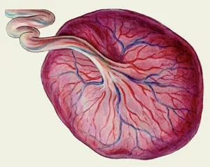 Érettségi fokú a placenta által héttel a táblázatban (érettségi foka a placenta) heti táblázatban érettségi fokú a méhlepény