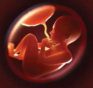Érettségi fokú a placenta által héttel a táblázatban (érettségi foka a placenta) heti táblázatban érettségi fokú a méhlepény