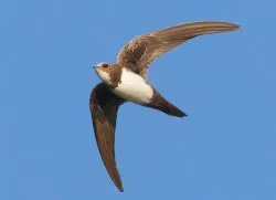Swift berepült az ablakon