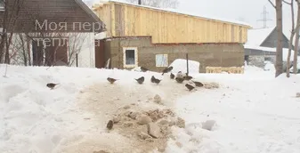 Napi broiler csirkék első étkezés