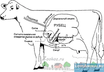 A szerkezet a tehén gyomor