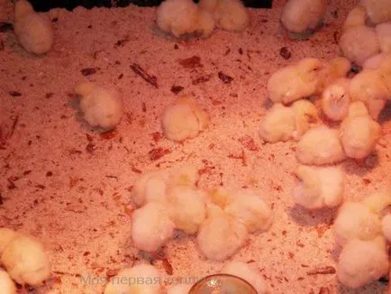 Napi broiler csirkék első étkezés