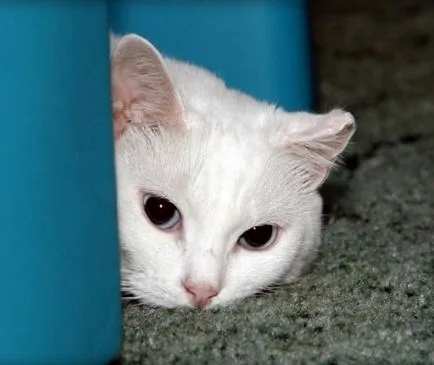 Stressz macskák (macska), okai, tünetei és mit kell tenni (részletesen) (cat) Stressz macskák (macska), okai, tünetei és mit kell tenni (részletes)