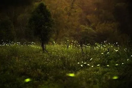 Firefly - rovar díszítő éjszaka
