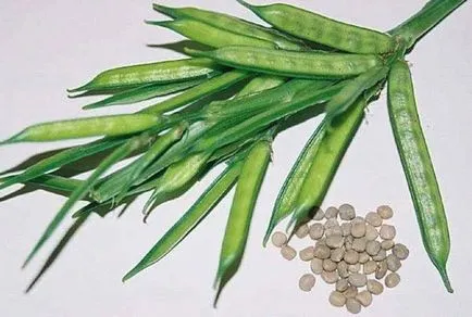 Tannin hasznos tulajdonságok és ellenjavallatok (használata károsító szervezet) Tannin, hasznos tulajdonság és ellenjavallatok