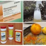 Levéltetvek rózsa -, hogyan kell harcolni népi jogorvoslati és vegyszerek