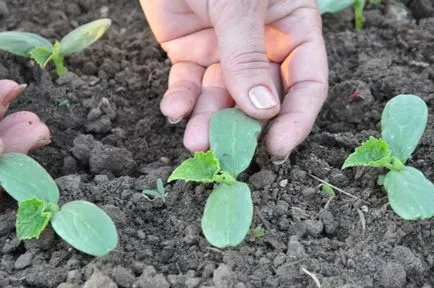 Meleg ágy uborka, hogyan lehet más, milyen messze a növény, fotó, videó