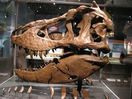 Tyrannosaurus Rex - Tyrannosaurus Rex Tyrannosaurus dinoszaurusz képek Tyrannosaurus Rex Tyrannosaurus fényképes