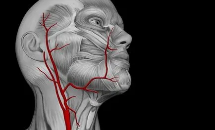 Trifurcation az arteria carotis interna
