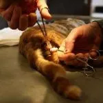 Declawing macskák és költség véleménye tulajdonosok, a következmények az ár, mivel az eljárás zajlik,
