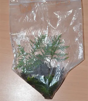 Thuja lakásfenntartási, ültetés, tenyésztés