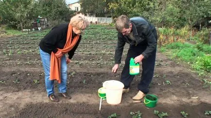Megtermékenyítő eper, megkapjuk gyönyörű aratás