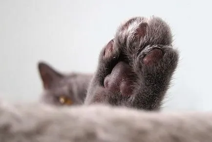 Declawing macskák a működési költségek és áttekinti a házigazdák, eltávolítása után a következmények