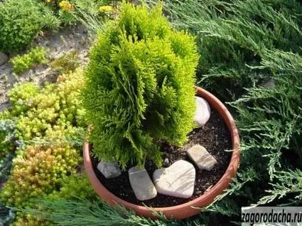 Thuja egy bankot - növekvő arborvitae az erkélyen