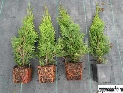 Thuja egy bankot - növekvő arborvitae az erkélyen
