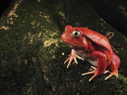 Csodálatos béka - mérgező, a szőrös, repülő