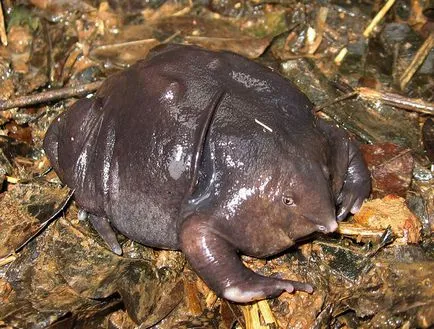 Csodálatos béka - mérgező, a szőrös, repülő