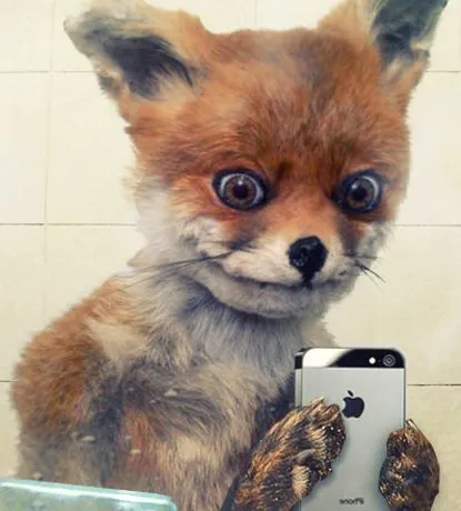 Uporotyh Fox „- az első palacsinta nem csomós (darabos) Uporotyh Fox „- az első palacsinta nem tarja