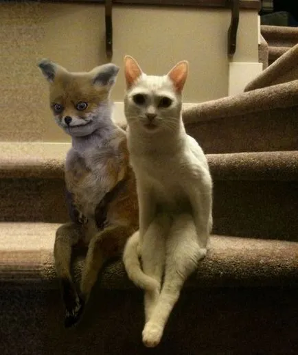 Uporotyh Fox „- az első palacsinta nem csomós (darabos) Uporotyh Fox „- az első palacsinta nem tarja