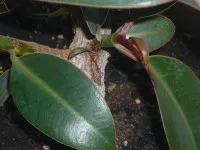 Care Ficus otthon, cserepes növények