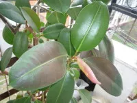Care Ficus otthon, cserepes növények