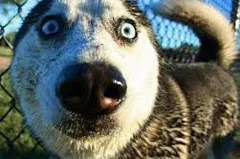 A kutya könnyező szem, miért (alapvető oka), és mit kell tenni