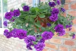 Care Petunia szedés után