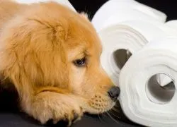 A kutya hányás és hasmenés - mit kell tenni (Dogs) A kutya hányás és hasmenés - mit kell tenni