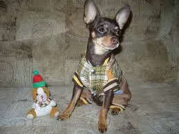 Ápolás és karbantartás a fajta játék terrier, mint a takarmány a kölyök és felnőtt kutya