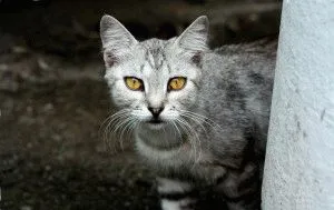 Nyugtató macska hazai jogorvoslati, tabletták, cseppek, helyén „bögre” (tabletta) Nyugtató macska hazai jogorvoslati, tabletták, cseppek, helyén „bögre”
