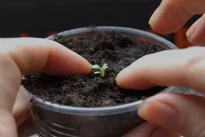 Care Petunia szedés után
