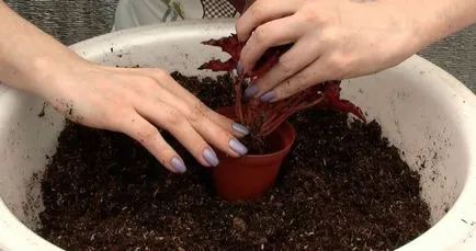 Care Begonia otthon, hogyan kell a vásárlás után, a ház virágok egy bankban, mint a (ellátás) Care Begonia otthon, hogyan kell a vásárlás után, a ház virágok egy bankban, mint