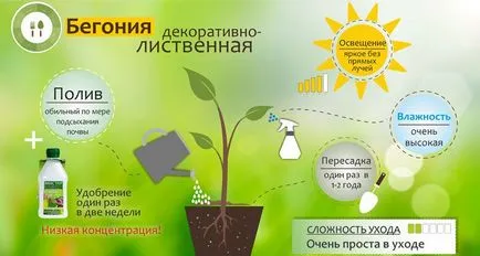 Care Begonia otthon, hogyan kell a vásárlás után, a ház virágok egy bankban, mint (a) Care Begonia otthon, hogyan kell a vásárlás után, a ház virágok egy bankban, mint