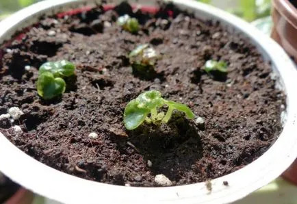 Care Begonia otthon, hogyan kell a vásárlás után, a ház virágok egy bankban, mint a (ellátás) Care Begonia otthon, hogyan kell a vásárlás után, a ház virágok egy bankban, mint