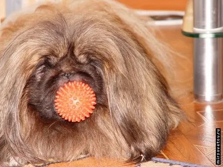 Care Pekingese