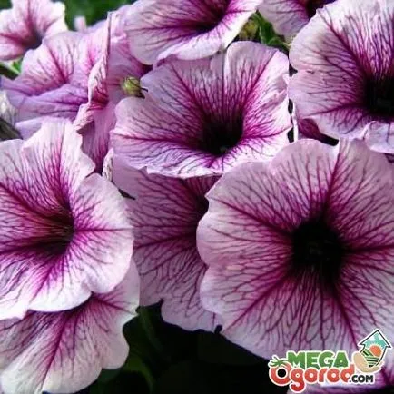 Care Petunia szedés után