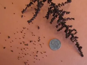 Ismerje meg, hogyan növekszik a magok Astilbe elegáns!