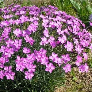 Ismerje Dianthus deltoides, funkciók ültetés és gondoskodó neki (Dianthus deltoides évelő ültetés és gondozás) Ismerje Dianthus deltoides ültető jellemzőit és törődik vele