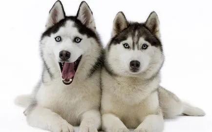 Lehetőségeket, és tanácsot ad, hogyan válasszunk nevet kölykök husky fiú és lány (Husky) Lehetőségeket, és tanácsot ad, hogyan válasszunk nevet kölykök husky fiúk és lányok