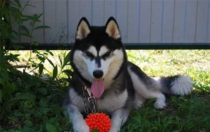 Lehetőségeket, és tanácsot ad, hogyan válasszunk nevet kölykök husky fiú és lány (kiválasztás) Lehetőségeket, és tanácsot ad, hogyan válasszunk nevet kölykök husky fiúk és lányok