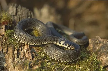 Ellentétben sok a vipera kígyó faj, viselkedés
