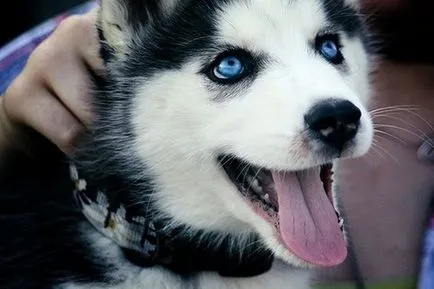 Lehetőségeket, és tanácsot ad, hogyan válasszunk nevet kölykök husky fiú és lány (kölykök) Lehetőségeket, és tanácsot ad, hogyan válasszunk nevet kölykök husky fiúk és lányok