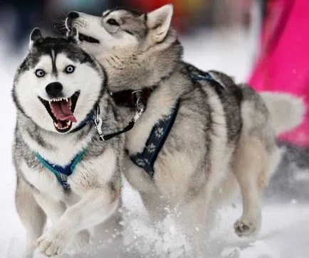 Lehetőségeket, és tanácsot ad, hogyan válasszunk nevet kölykök husky fiú és lány (Husky) Lehetőségeket, és tanácsot ad, hogyan válasszunk nevet kölykök husky fiúk és lányok