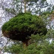 Boszorkány seprű